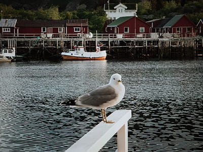 white and gray bird on rail thumbnail