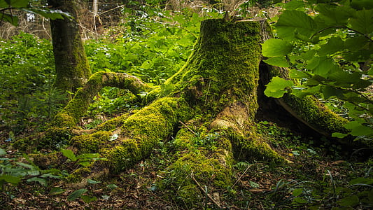 green tree stump beside plant at daytime thumbnail