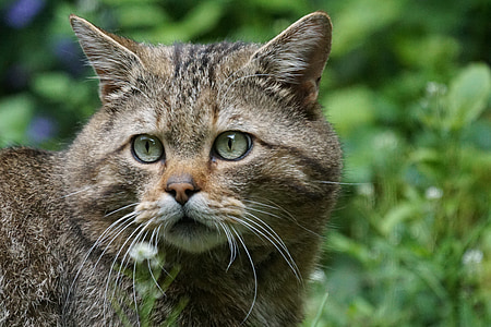 silver tabby cat thumbnail