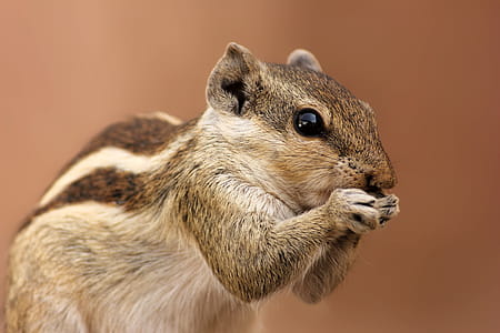 Brown and Gray Squirrel thumbnail