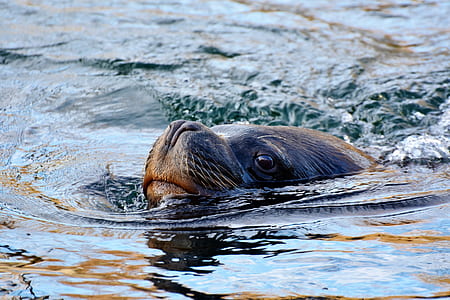 black sealion on body of water thumbnail