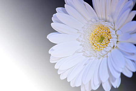 White and Yellow Flower thumbnail