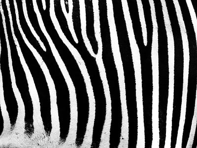 focus photography of zebra thumbnail