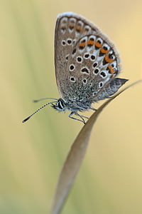 close-up photography of brown butterfly perched on brown elaf thumbnail