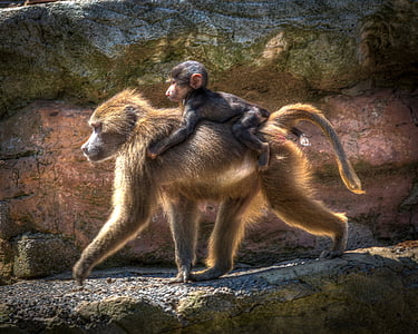 photography of female monkey carrying her baby thumbnail