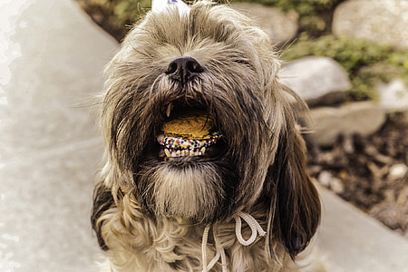 close-up photography of medium-coated black and white dog eating cookie thumbnail