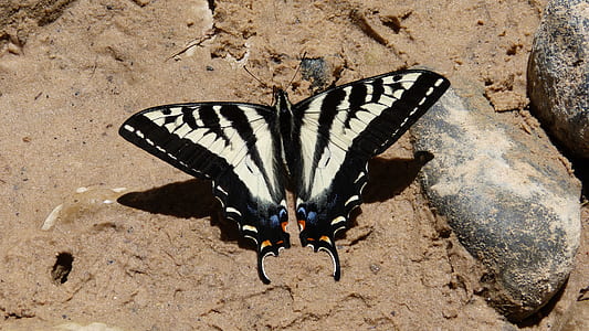 Eastern swallowtail butterfly on brown sand thumbnail