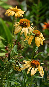 Yellow coneflower flowers in bloom. thumbnail