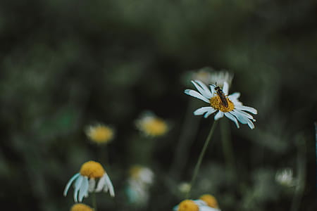Selective Focus Photography Of Soldier Fly On Top Of White Daisy Flower thumbnail