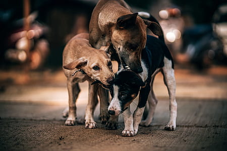 selective focus photograph of three Indian pariah dogs thumbnail