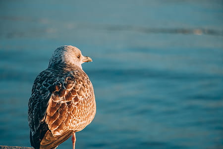 seagull near ocean thumbnail