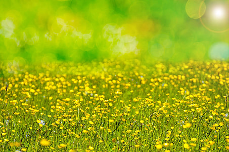 shallow focus photography of yellow flowers thumbnail