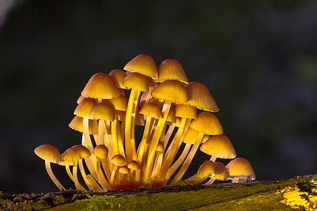 selective focus of bunch of mushrooms thumbnail