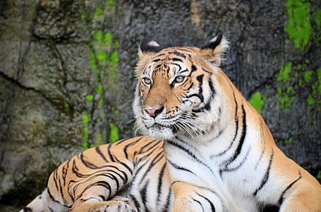 tiger lying in ground thumbnail