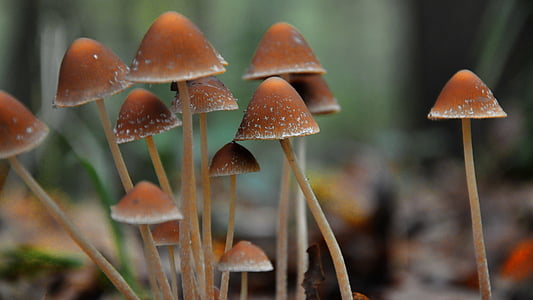 selective focus photography of brown mushrooms thumbnail