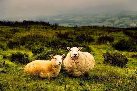 two white sheep on grass field thumbnail