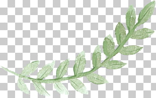 Sydney Brunch Pancake Watercolor painting, Green leaves, green plant leaf PNG clipart