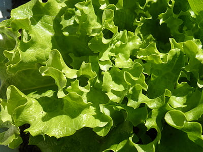 green leafed plants thumbnail