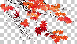 Autumn leaf color Maple leaf, Autumn leaves beautiful maple leaf, red maple leaves illustration PNG clipart