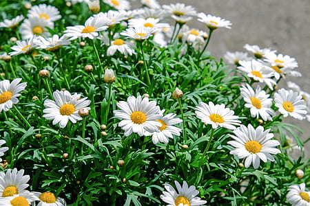 depth of field photograph of white daisy flowers thumbnail