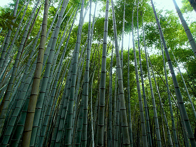 green Chinese bamboos thumbnail