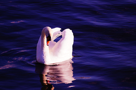 photo of Swan on body of water thumbnail