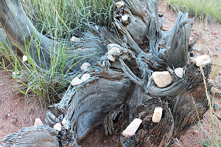 mushrooms on driftwood near grass thumbnail