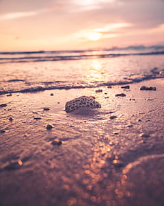 brown seashell on seashore during golden hour thumbnail