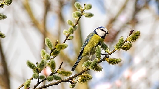 green and gray bird on tree thumbnail