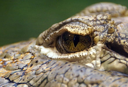 Macro Shot of Reptile thumbnail
