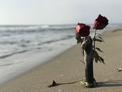 two red rose flowers leaning on gray wooden pole on seashore at daytime thumbnail
