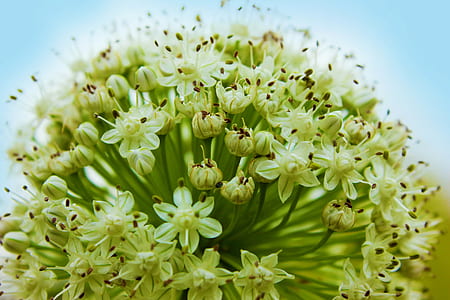 Macro Shot of Green Flower Buds thumbnail