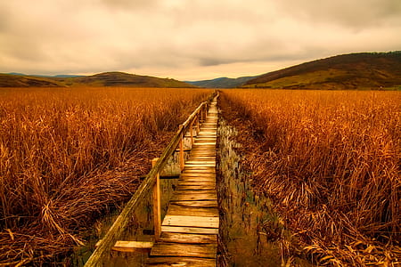 brown dock thumbnail