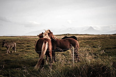 landscape, field, animal, countryside thumbnail
