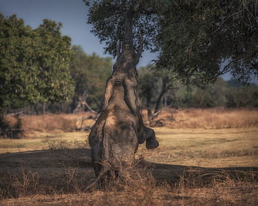 elephant standing in front of leafed tree thumbnail