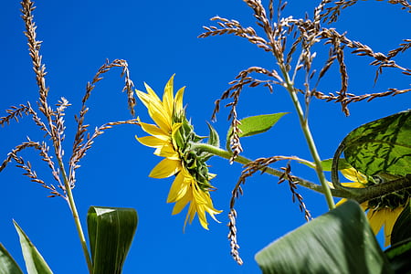 sunflower under the blue sky thumbnail