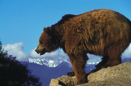 brown bear on gray rock during daytime during daytime thumbnail