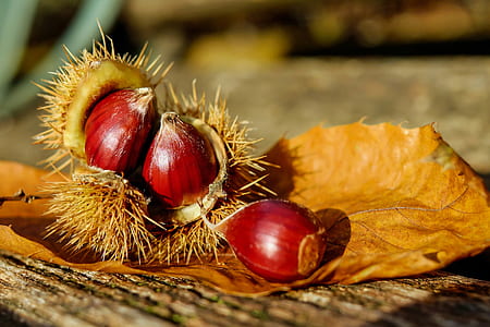 food, wood, plant, leaf thumbnail