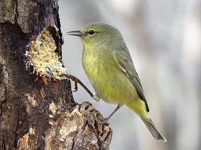 selective focus photo of a green bird on the tree thumbnail