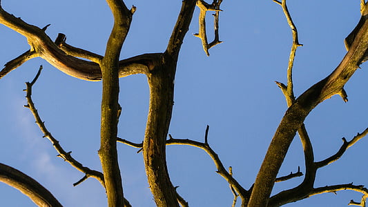 brown leafless tree thumbnail