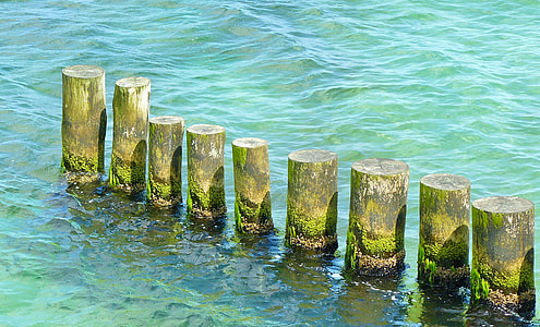 wooden stomps on water at daytime thumbnail