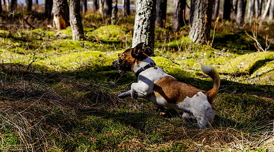 Medium Short-coated Tan and White Dog thumbnail