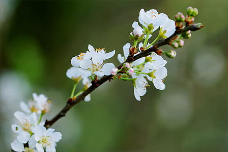 Selective Focus Photography of White Cherry Blossoms thumbnail