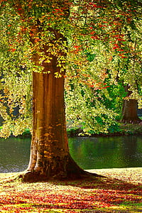 green leaf tree beside river thumbnail