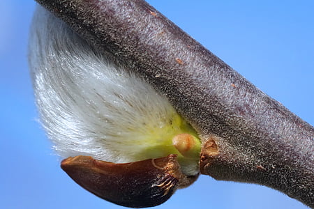 white and yellow plant thumbnail