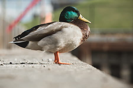 Mallard Duck In City Photo thumbnail