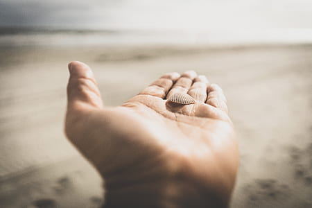 person holding seashell near seashore thumbnail