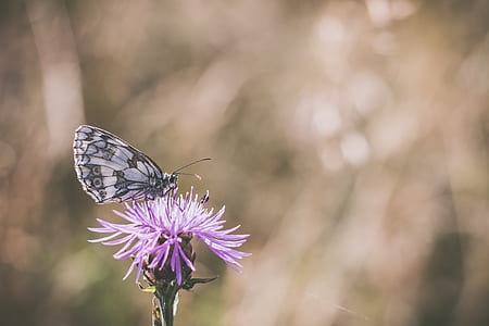marble butterfly perched on purple petaled flower thumbnail