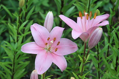 two pink lily flowers thumbnail