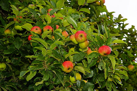 red and green apples thumbnail